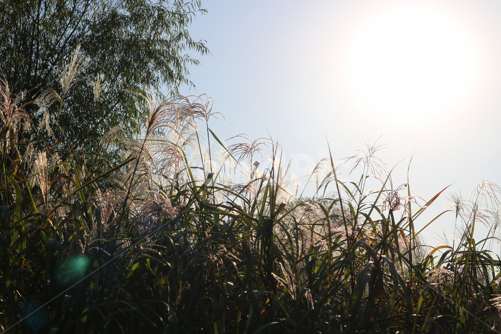 억새,억새풀,식물,자연,가을,벼과,자연,풍경,nature,landscape,grass,잔디,plant,lawn