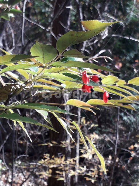 나무,풀,산,자연,열매,바람,시원함,식물,자연,plants,nature