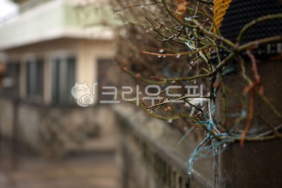 alleyways,waterdroplets,fences,sprouts,springrain,rain,emotions