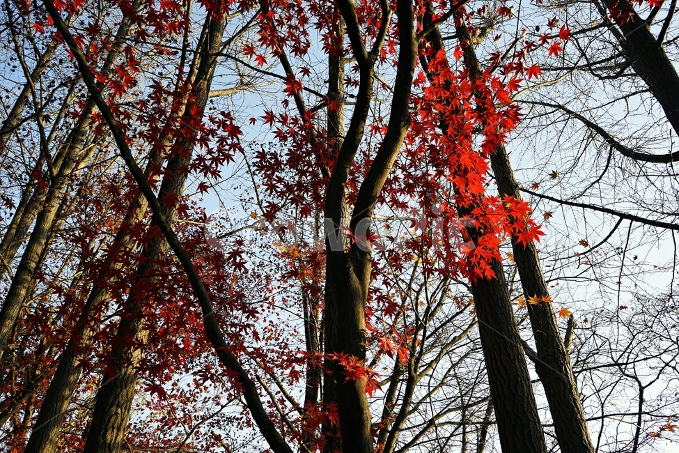가을,단풍,단풍나무,붉은색,자연,화려함,가을풍경,autumn,fall,autumnleaves,plant,nature,계절,나무,븕은색,maple,red,season,colorful,느낌,감성,trees,branches,울긋불긋,자연autumn,mapletree,가을,계절,fall,autumn,season,식물,자연,plants,nature,나무,trees,wood,leaf,잎,tree