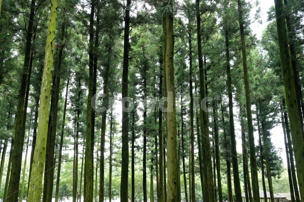삼림욕,피톤치드,숲,힐링,웰빙,여유,산책,나무,자연,건강,자연,풍경,nature,landscape,건강,헬스웨어,헬스케어,healthware,health care,휴식,힐링,rest,relaxation,healing,vegetation,초목,plant,식물,tree,woodland,삼림지,outdoors,옥외,land,땅,forest,grove,작은 숲
