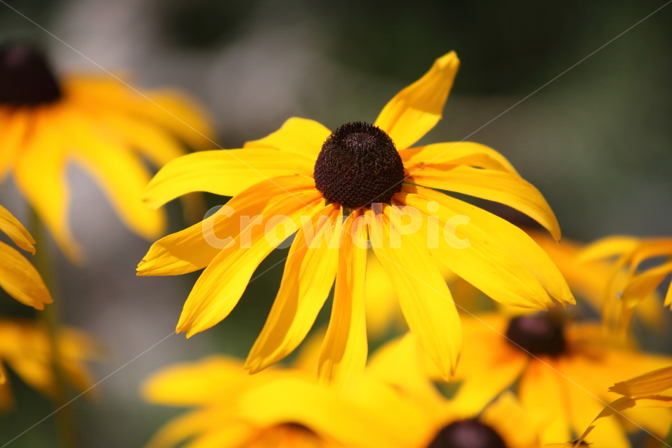 루드베키아,꽃,여름,천인국,coneflower