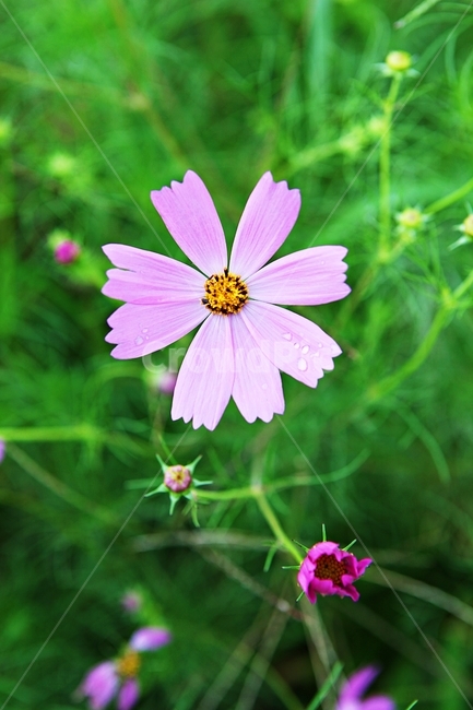 코스모스,꽃,꽃잎,들꽃,식물,가을꽃,가을,공원,자연,계절,식물,자연,plants,nature,꽃,flower