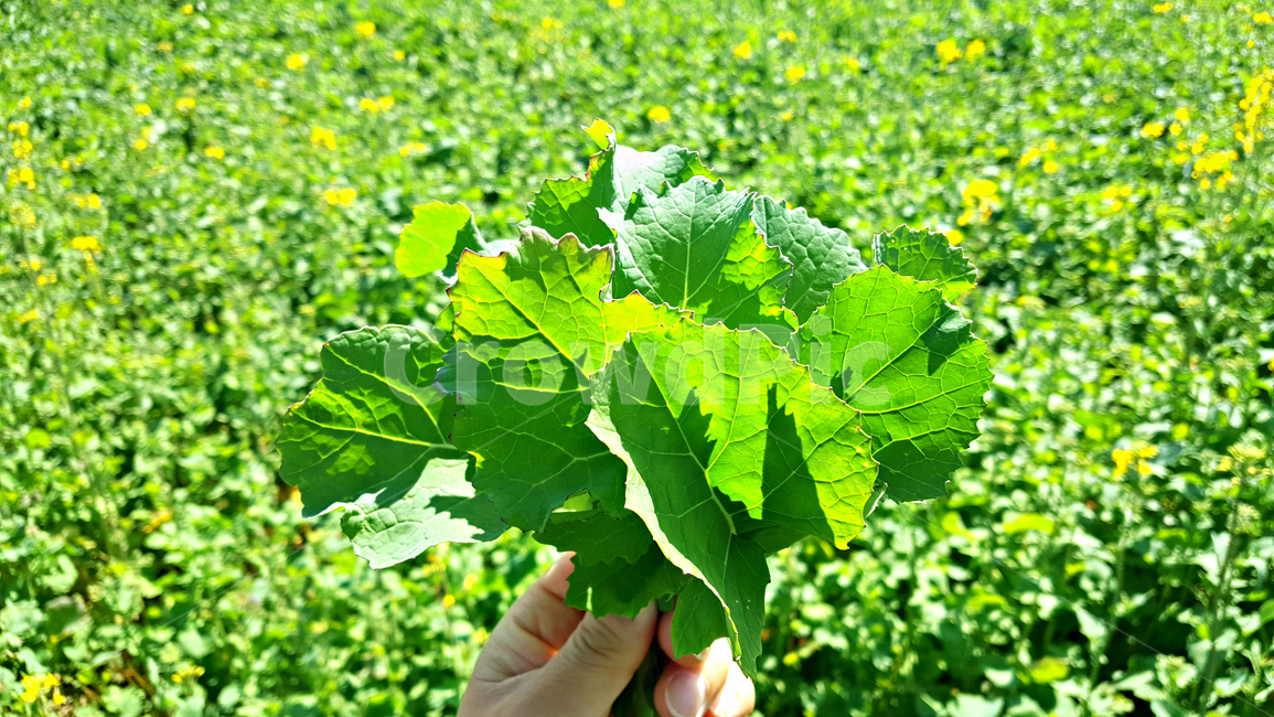 유채,유채잎,잎,leaf,식물,plant