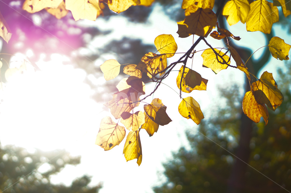 가을,풍경,나무잎,빛,햇살,veins,정맥,leaf,잎,plant,식물