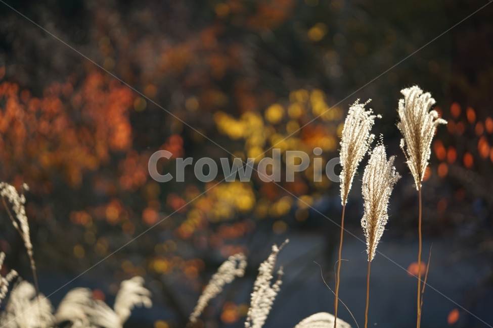 	억새,가을,느낌,감성,감성사진,계절,들판,자연,식물,feel,감성샷,바람,풍경사진,풍경,갈대,가을풍경,가을느낌,가을,계절,fall,autumn,season,식물,자연,plants,nature,감성,sensible,feeling,plant,grass,잔디,lawn,reed