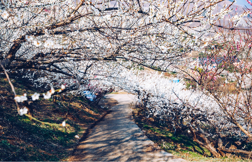 매화,나무,하늘,파란하늘,꽃봉오리,봄,봄날,봄풍경,봄꽃,감성,spring,flower,봄길,산책,봄나들이,식물,꽃,초록,언덕,매화마을,광양,계절,season,자연,풍경,nature,landscape,한국자연풍경,한국자연경관,koreanaturelandscape,시골,마을,country,ruraltown,한국전통,한국문화,koreantraditional,koreanculture,매화꽃,광양매화마을,봄,계절,spring,season,자연,풍경,nature,landscape,plant,blossom