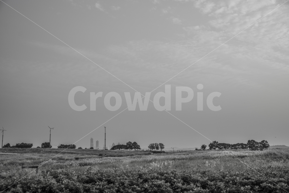 하늘공원,가을,억새,흑백,풍경,자연,풍경,nature,landscape,흑백,모노톤,monochrome,black and white,outdoors,옥외