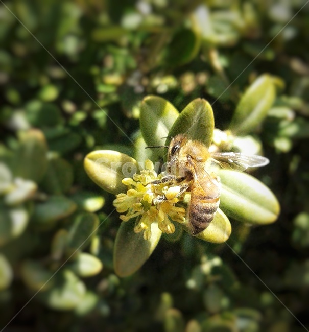 animal,동물,insect,곤충,bee,벌,honeybee,꿀벌,invertebrate,무척추동물,꽃,flowers