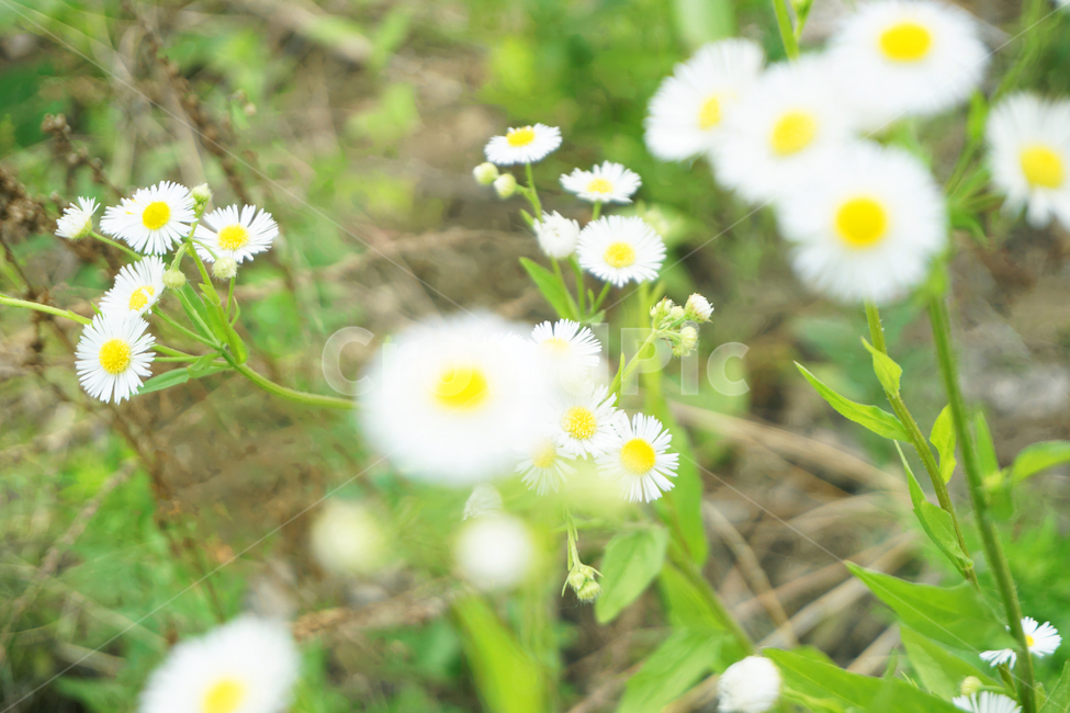꽃,flower,흰꽃,계란꽃,white,풀,노란색,흰색,yellow,green