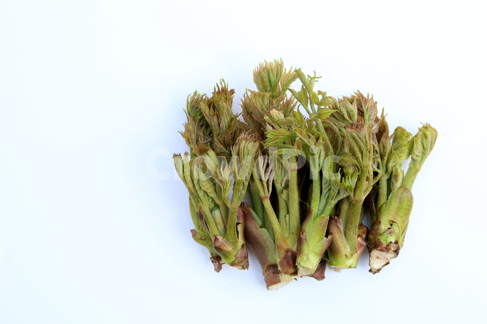 참두릅,두릅,나물,약용식물,임산물,농작물,식물,자연,plants,nature