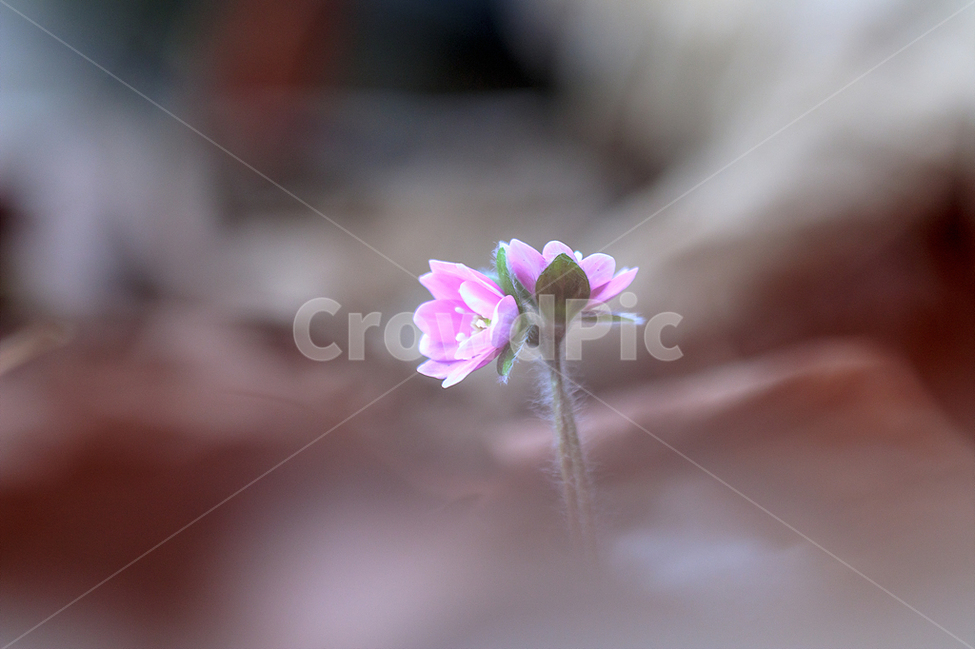봄,노루귀,야생화,수리산,봄꽃,식물,자연,plants,nature,꽃,flower