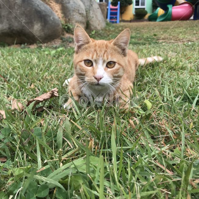 Cheese cat,Meow,Cheese tabby,kitty,stretch,cheese cat,Korean Shorthair,stray cat,koreanshorthair,street,cat,nose short,animal,Cheese tabby cat,straycat