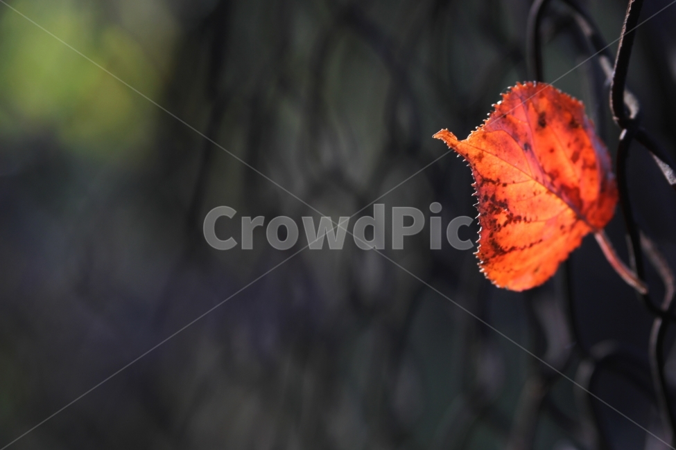 단풍잎,가을풍경,식물,자연,감성사진,단풍,가을,계절,fall,autumn,season,식물,자연,plants,nature,감성,sensible,feeling,plant,leaf,잎