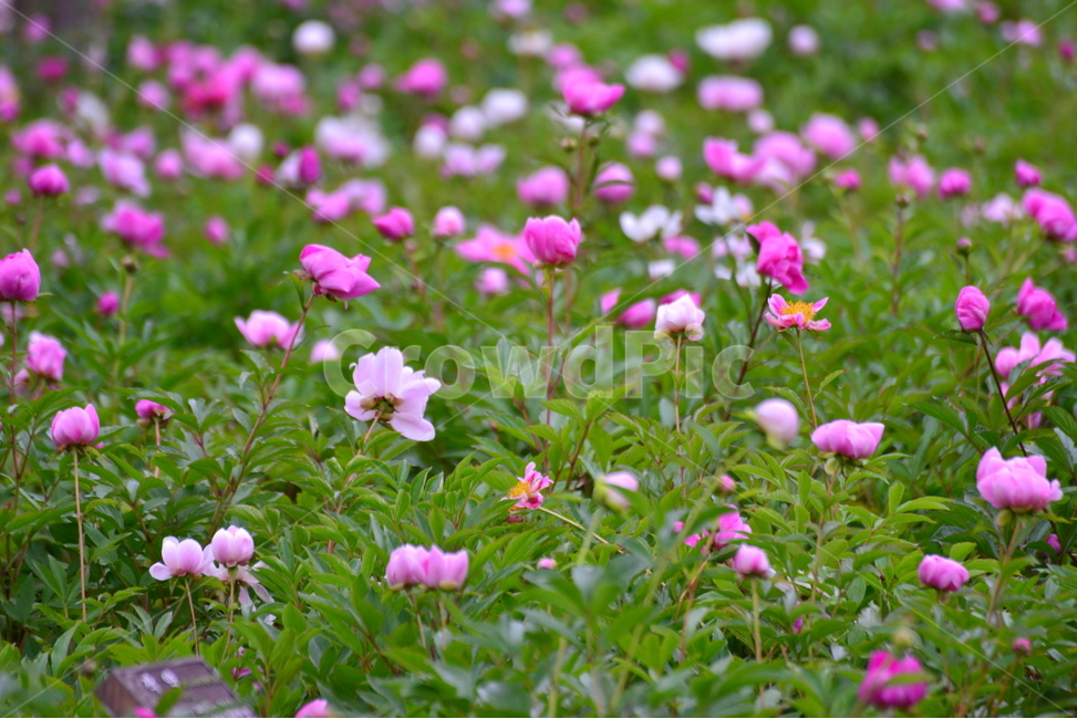 flower,plant,식물,blossom,꽃,모란꽃,모란,식물,자연,plants,nature,꽃,flower