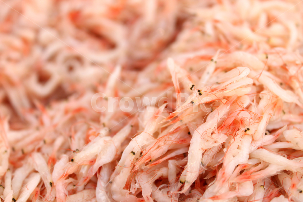 seafood,Salted Shrimp,Fermentation of salted shrimp,Jeotgal,salted shrimp,ferment
