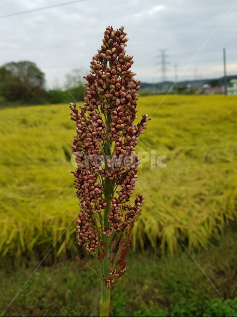 수수,곡식,가을,씨,곡물