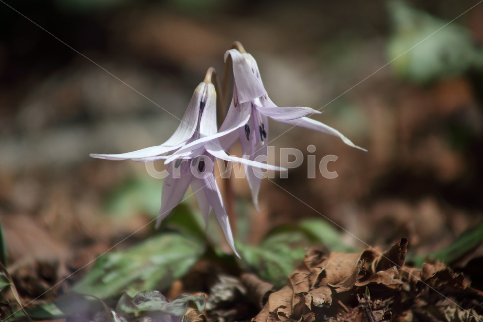 엘레지,엘리지,꽃,봄,erythroniumjaponicum,봄,계절,spring,season,식물,자연,plants,nature,꽃,flower,plant