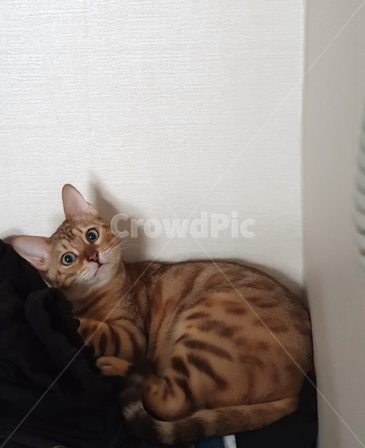 집고양이,벵갈,반려묘,동그란눈,흰색배경