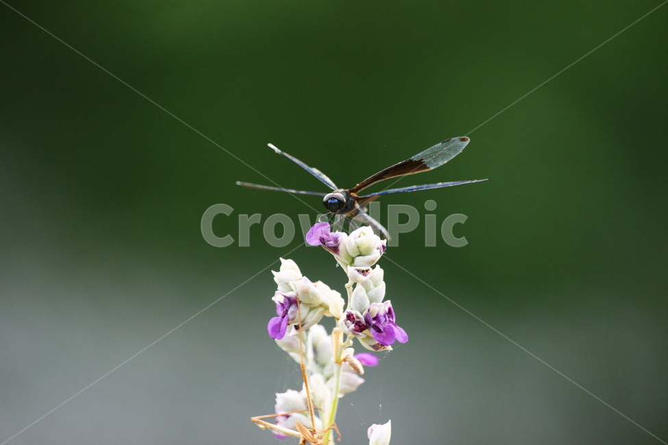 나비잠자리,접사,꽃,자연,잠자리,식물,자연,plants,nature,꽃,flower,동물,animal,곤충,벌레,insect,bug
