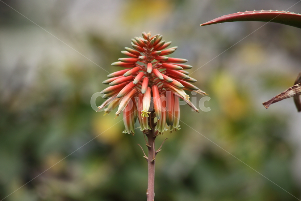 꽃,알로에,알로에꽃,온실,aloe