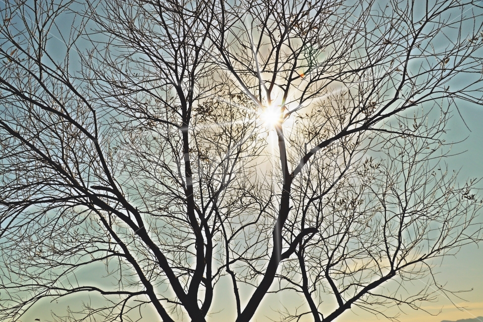 감성,나무,노을,사진,가을,나뭇잎,겨울,식물,자연,plants,nature,나무,trees,wood