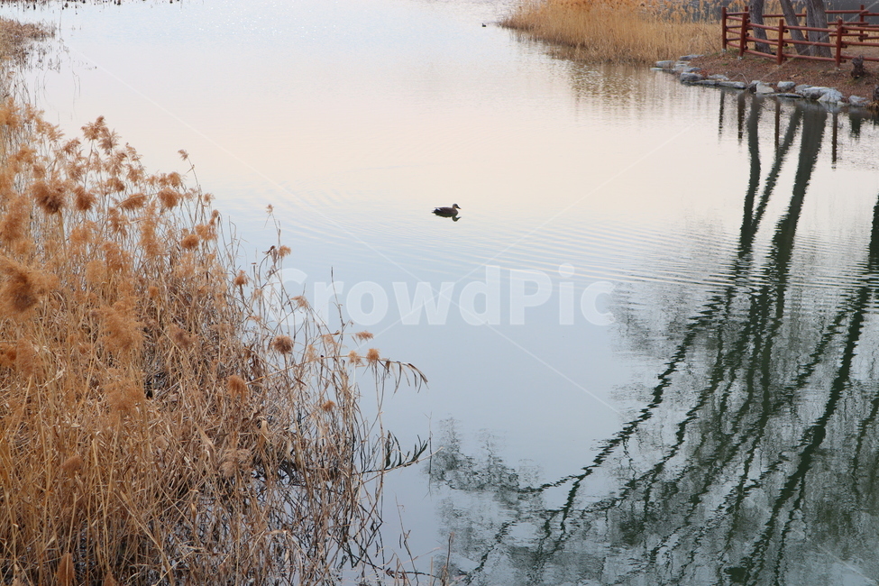 오리,호수,나무,갈대,물위,자연,풍경,nature,landscape,outdoors,옥외,water,물,grass,잔디,plant,식물