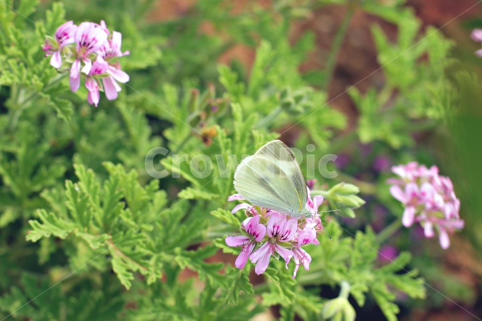 꽃,나비,자연,동물,곤충,형형색색,각종나비,들판,봄,여름,nature,butterfly,flower,뷰티,cute,감성,풀,식물,식물,자연,plants,nature,꽃,flower,동물,animal,곤충,벌레,insect,bug