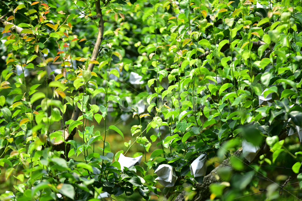 배밭,배농사,과수원,과수,배나무,봉지작업,farming,fruittree,pear