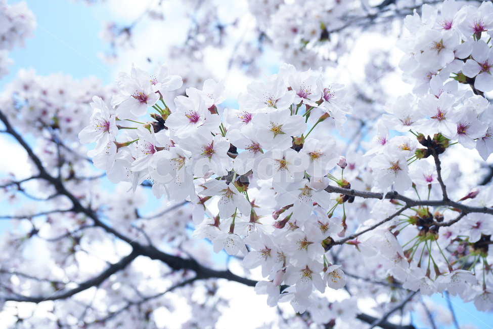 cherryblossom,벚꽃,plant,식물,flower,꽃