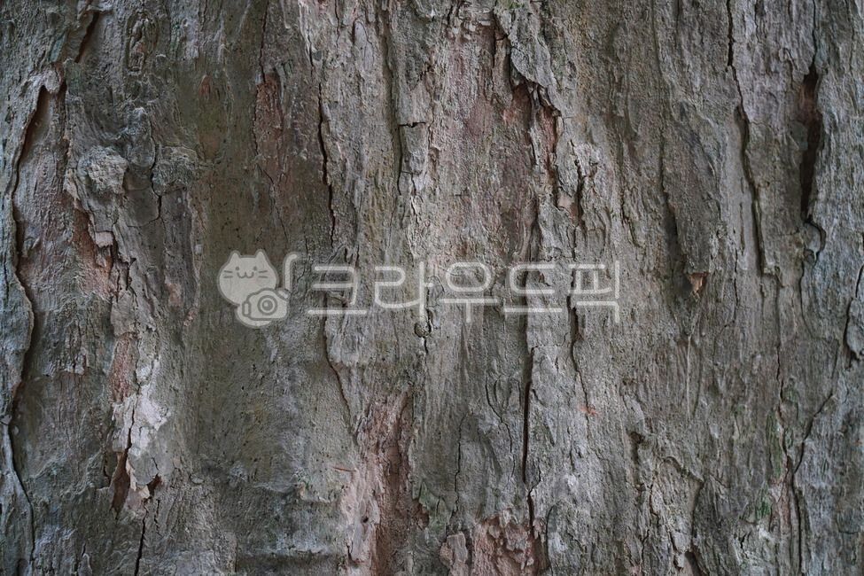 나무줄기,나무텍스쳐,나무,tree,식물,나무질감,나무껍데기,거친,texture