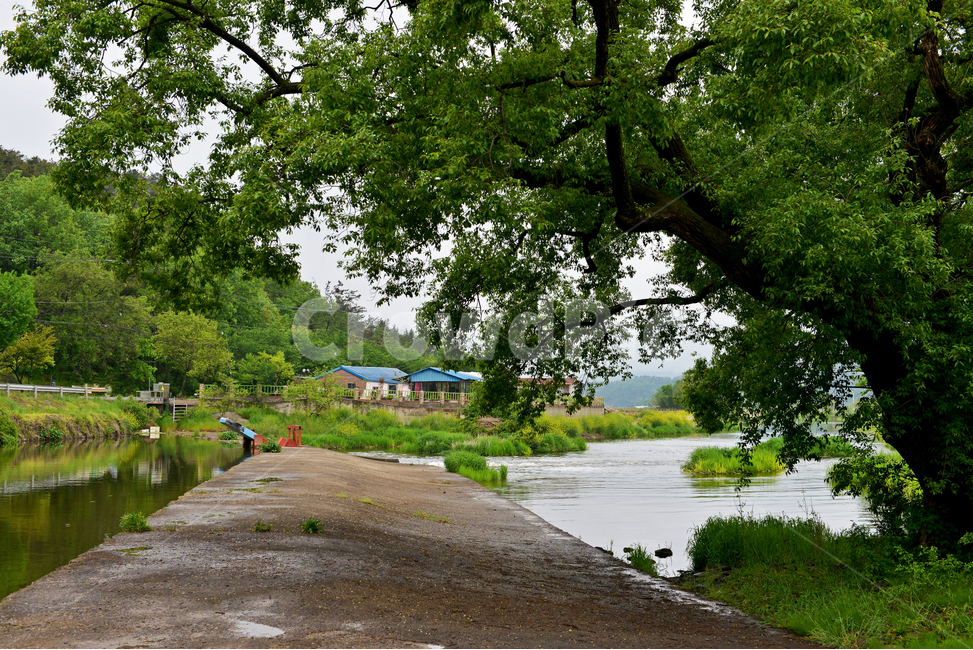 나주,남평,드들강,강변,water,물,outdoors,옥외,plant,식물,tree,나무,flagstone,판석,조형물,왕버들나무