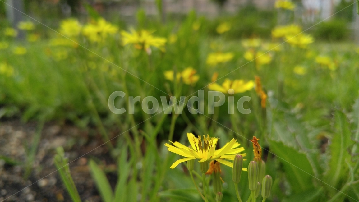 노랑선씀바귀,꽃,노랑꽃,노랑색,녹색,들꽃,식물,배경,감성,계절,flower,yellowflower,yellow,green,wildflower,plants,background,emotional,season