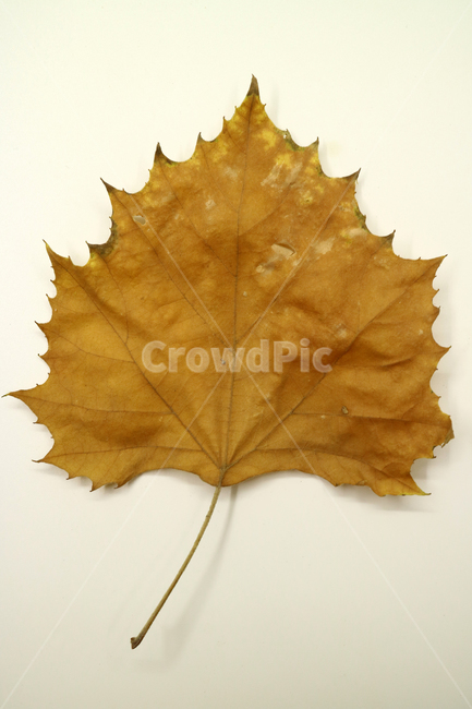 낙엽,가을,나뭇잎,잎,잎사귀,오브젝트,누끼,계절,식물,자연,낙엽잎,fallenleaves,deadleaves,가을낙엽,가을,계절,fall,autumn,season,leaf,plant