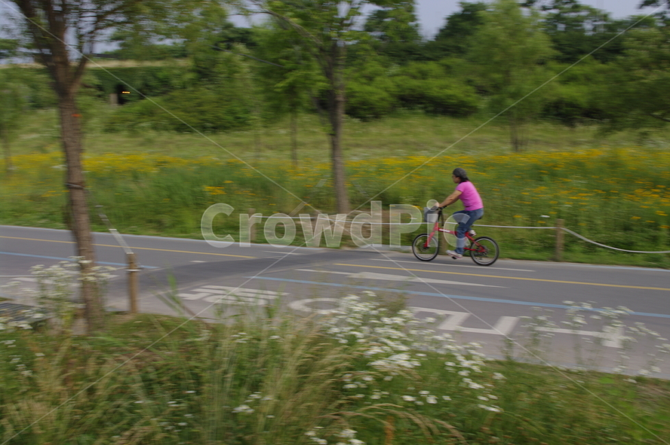 한강공원,자전거,나무,식물,길,스포츠,레저,운동,sports,leisure,exercise