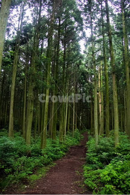 사려니숲길,사려니숲,숲길,제주풍경,숲속풍경,식물,자연,plants,nature,나무,trees,wood