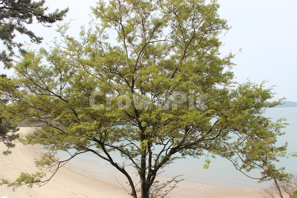식물,tree,treetrunk,나무줄기,흙