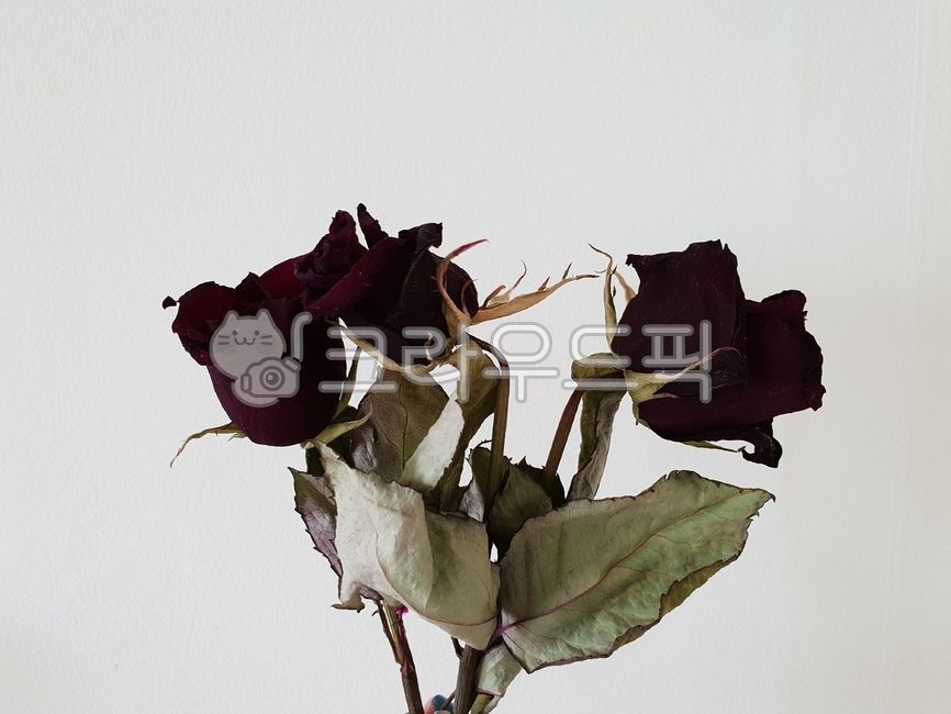 장미,흑장미,시든,드라이플라워,꽃잎,잎,leaf,rose,시든꽃,꽃,flower