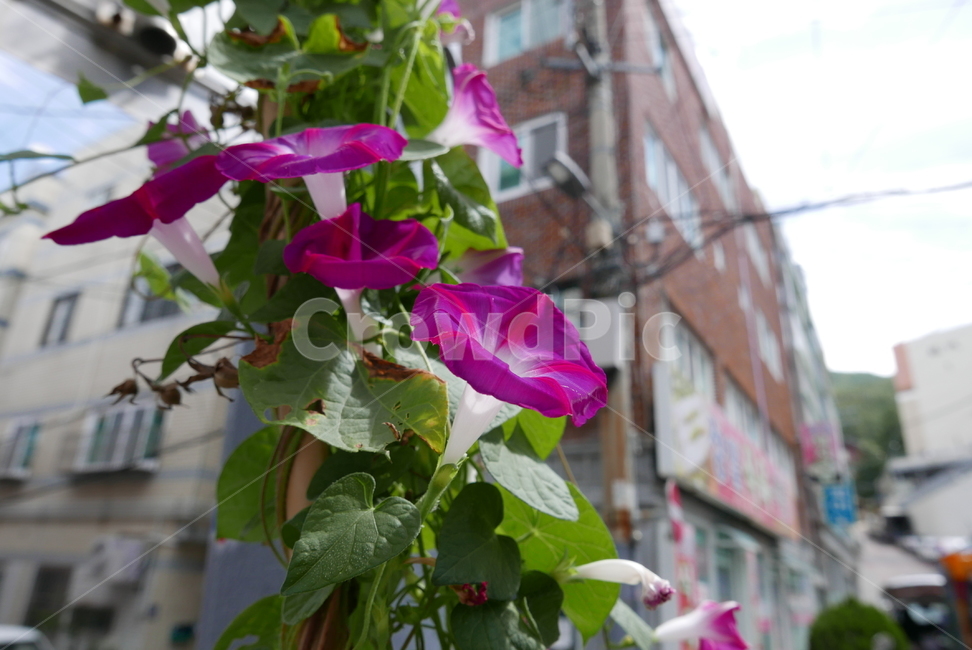 나팔꽃,보라색,식물,nature,flower,색상,색깔