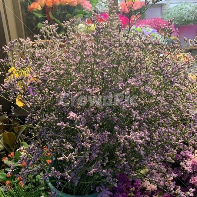 plant,식물,보라꽃,잔꽃,풀꽃,flower