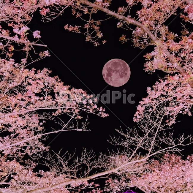 벚꽃,달,핑크문,풍경,야경,분홍색,핑크색,봄,계절,spring,season,야경,밤,풍경,nightscape,night,landscape,색깔,색상,색채,색감,color sense,color sensitivity,feeling of color,plant,식물,flower,꽃,cherry blossom,blossom