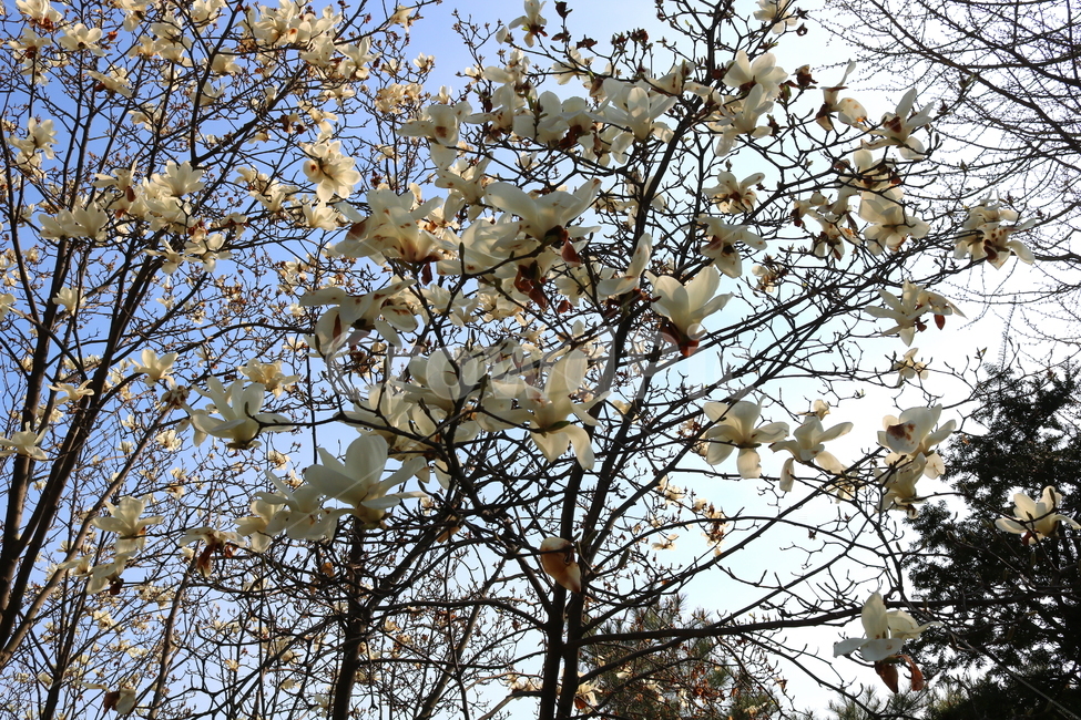 목련,꽃,목련꽃,나무,식물,흰꽃,봄,자연,식물,자연,plants,nature,꽃,flower