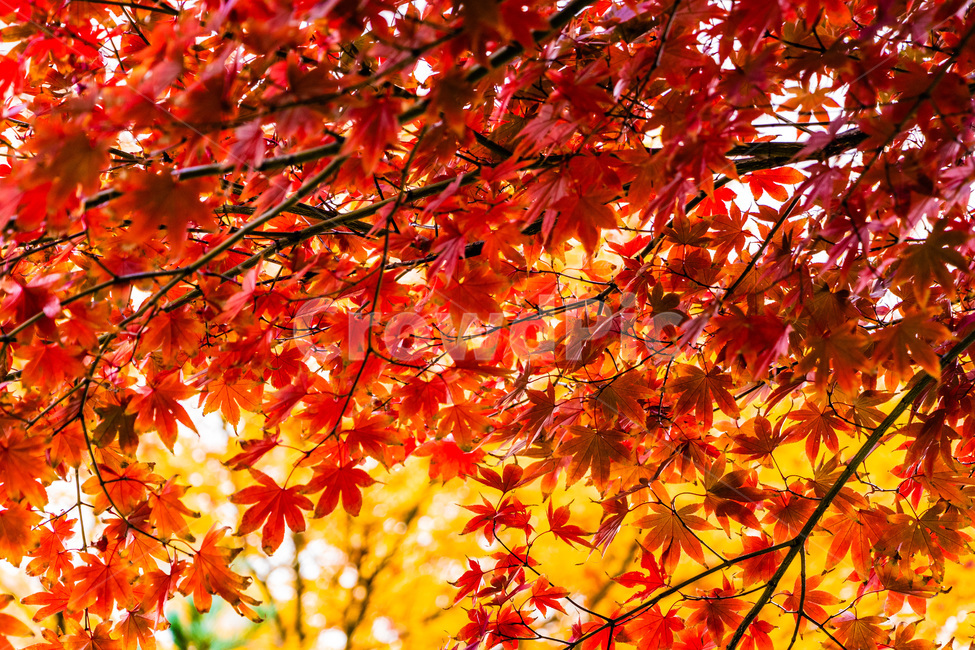 단풍,단풍나무,가을단풍,단풍잎,maple,foliage,가을,계절,fall,autumn,season,leaf,잎,plant,식물,tree,나무