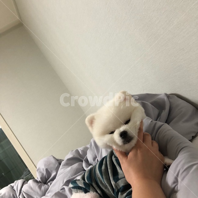 포메라니안,포메,강아지,dog,화이트포메라니안,화이트포메