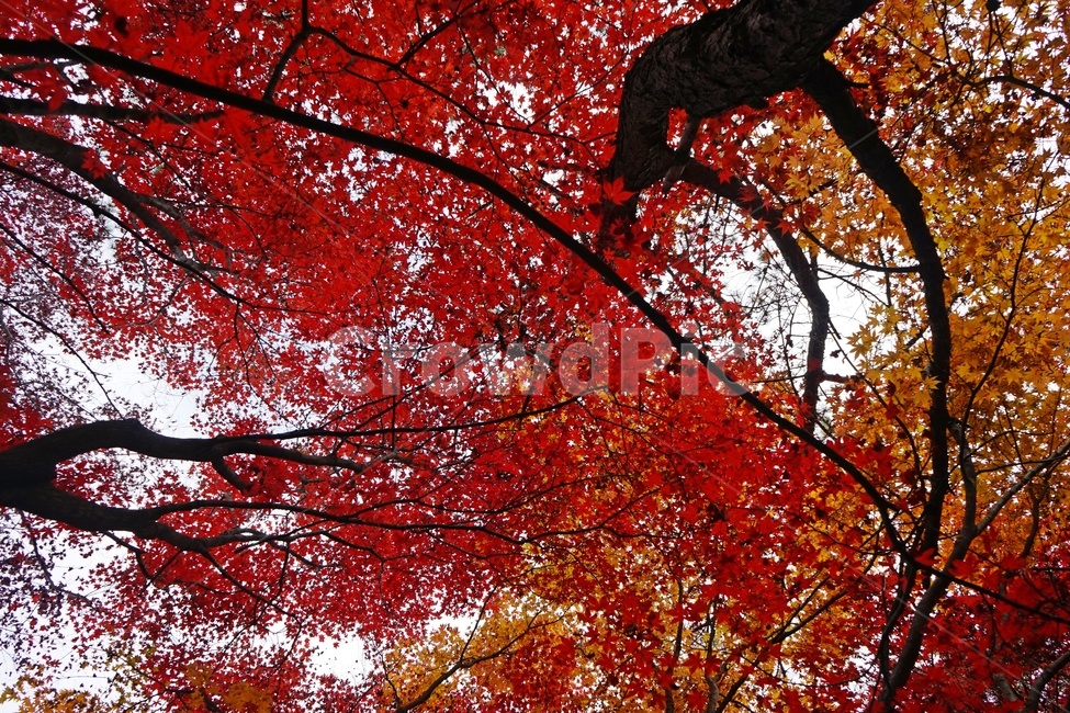 splendor,autumnleaves,trees,red,fall,Maple tree,Brightly colored,sight,season,Emotion,Tiny silver color,Maple,nature,autumn background,autumn scenery,tree,feeling,branches,Autumn feeling,Autumn sensibility,plant,maple,autumn,nature autumn,colorful