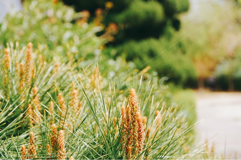 봄,소나무,나무,솔방울,아웃포커스,봄,계절,spring,season,식물,자연,plants,nature,감성,sensible,feeling,plant,grass,잔디