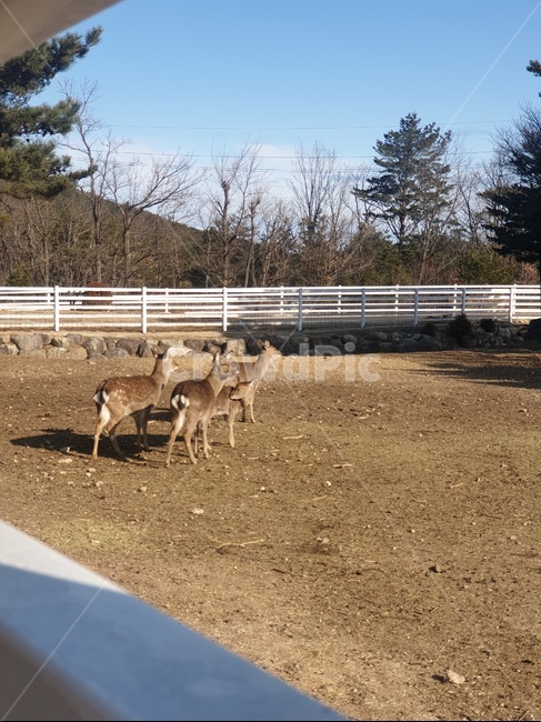 사슴,농장,꽃사슴,동물,amimal,deer,동물,animal