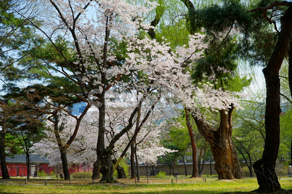 창경궁,벚꽃,벚꽃나무,하늘,봄,서울,한국,대한민국,korea,spring,changgyeonggungpalace,palace,changgyeonggung,seoul,cherryblossom,tree,자연,nature,식물,plants,한국적인,한국자연,한국풍경,경치,landscpae,4월,april,봄꽃,구름,sky,cloud,왕궁,궁전,궁궐,식물,자연,plants,nature,꽃,flower,나무,trees,wood