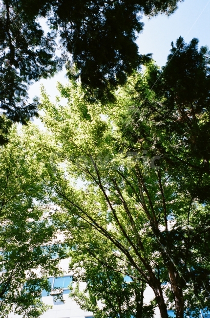필름,필름사진,나무,하늘,초록,평온,산책,햇살,film,sky,analogue,walk,식물,자연,plants,nature