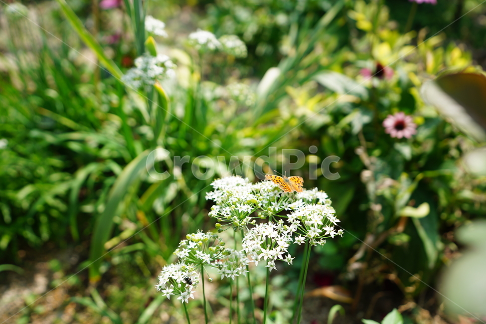 곤충,꽃,플라워,나비,벌레,풀,자연,생명,버터플라이,식물,자연,plants,nature,꽃,flower,동물,animal,곤충,벌레,insect,bug